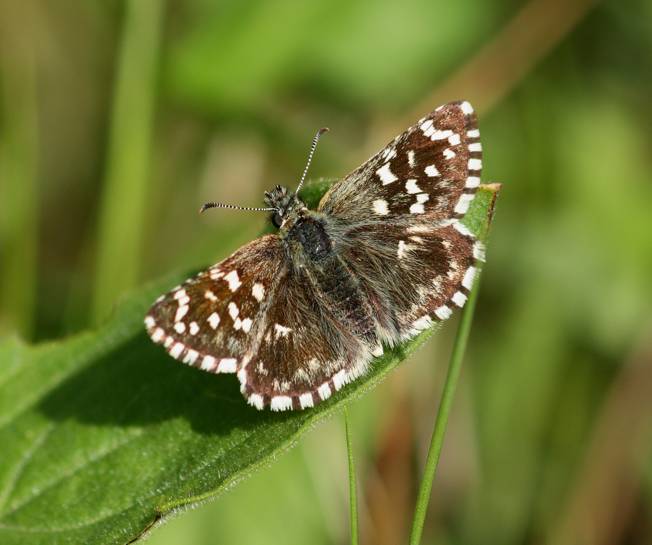 Pyrgus malvae/malvoides